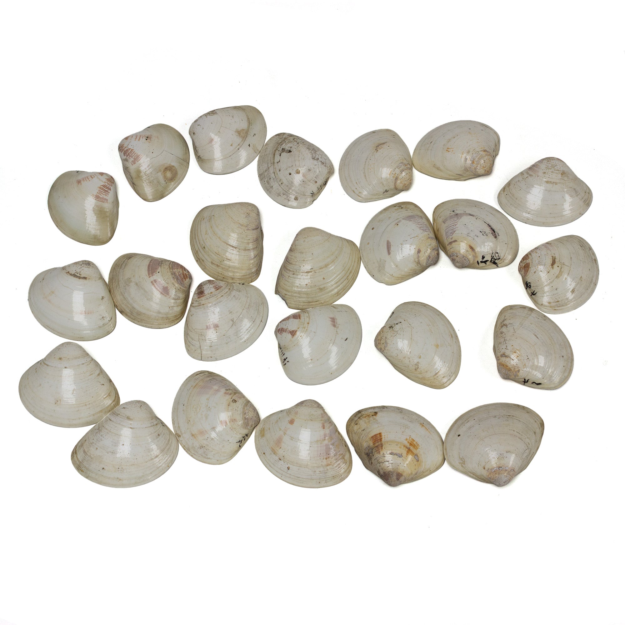 48 Piece Shell Game Set