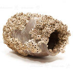 Takotsubo | Barnacle Encrusted Antique Japanese Pot