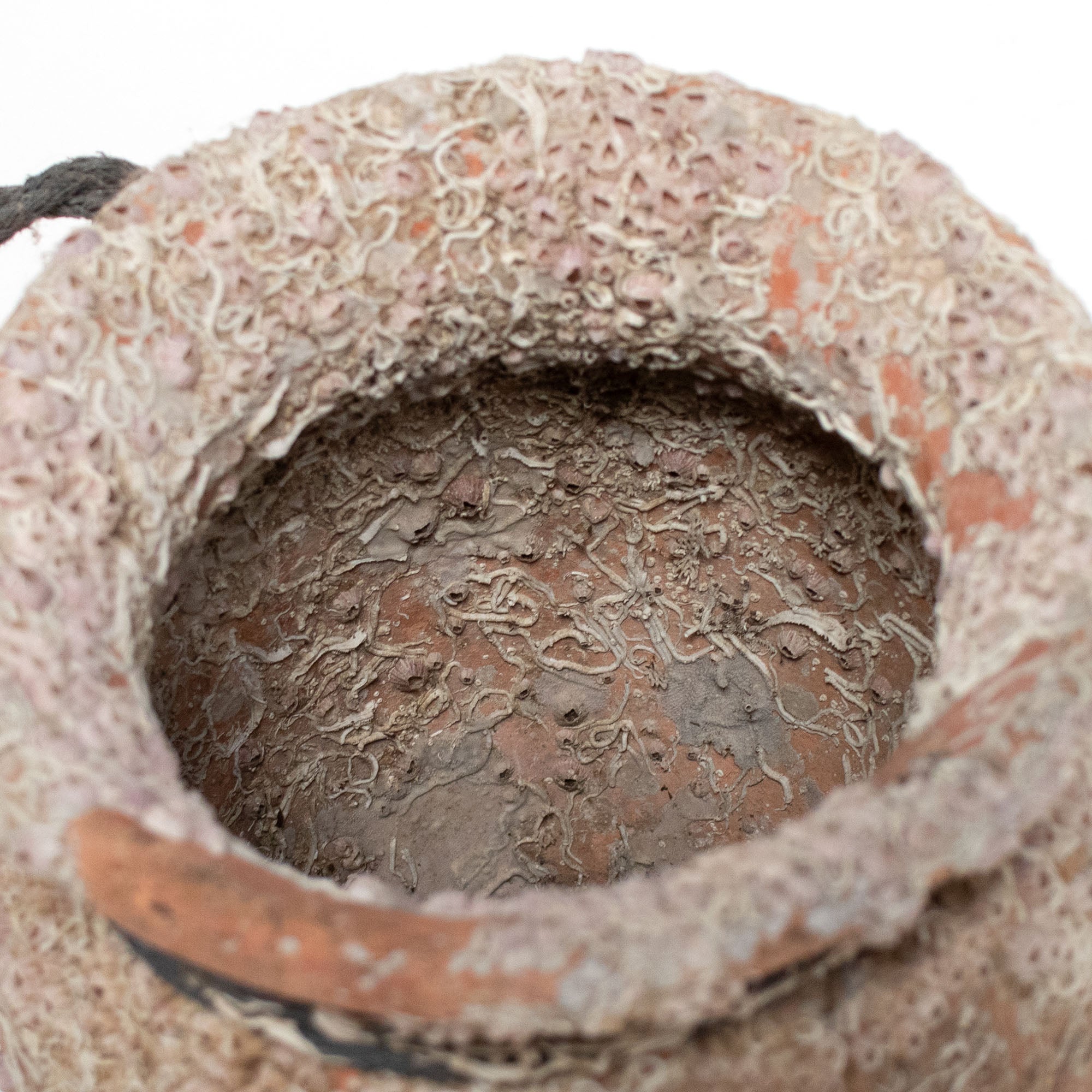 Takotsubo | Barnacle Encrusted Antique Japanese Pot