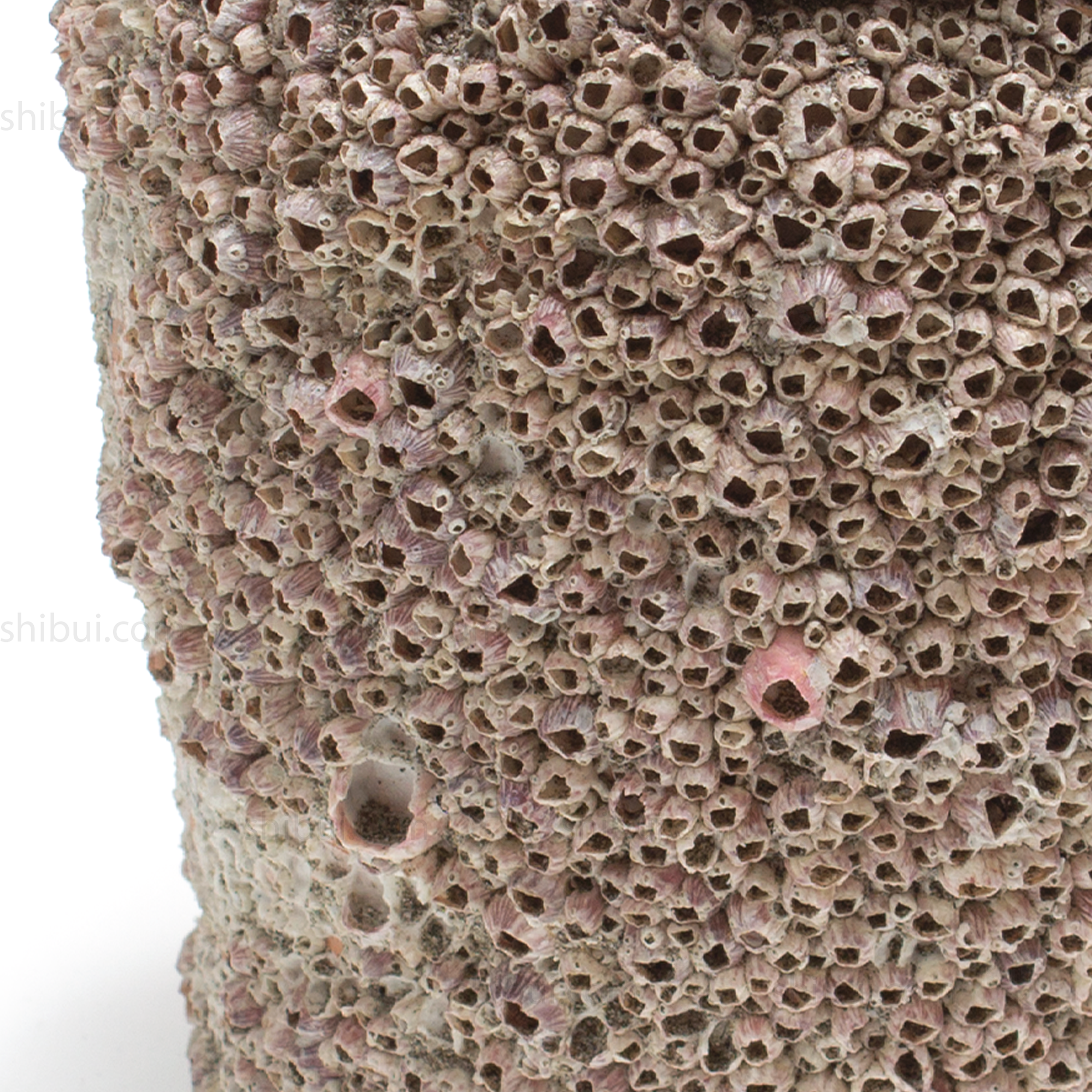 Takotsubo | Barnacle Encrusted Japanese Pot