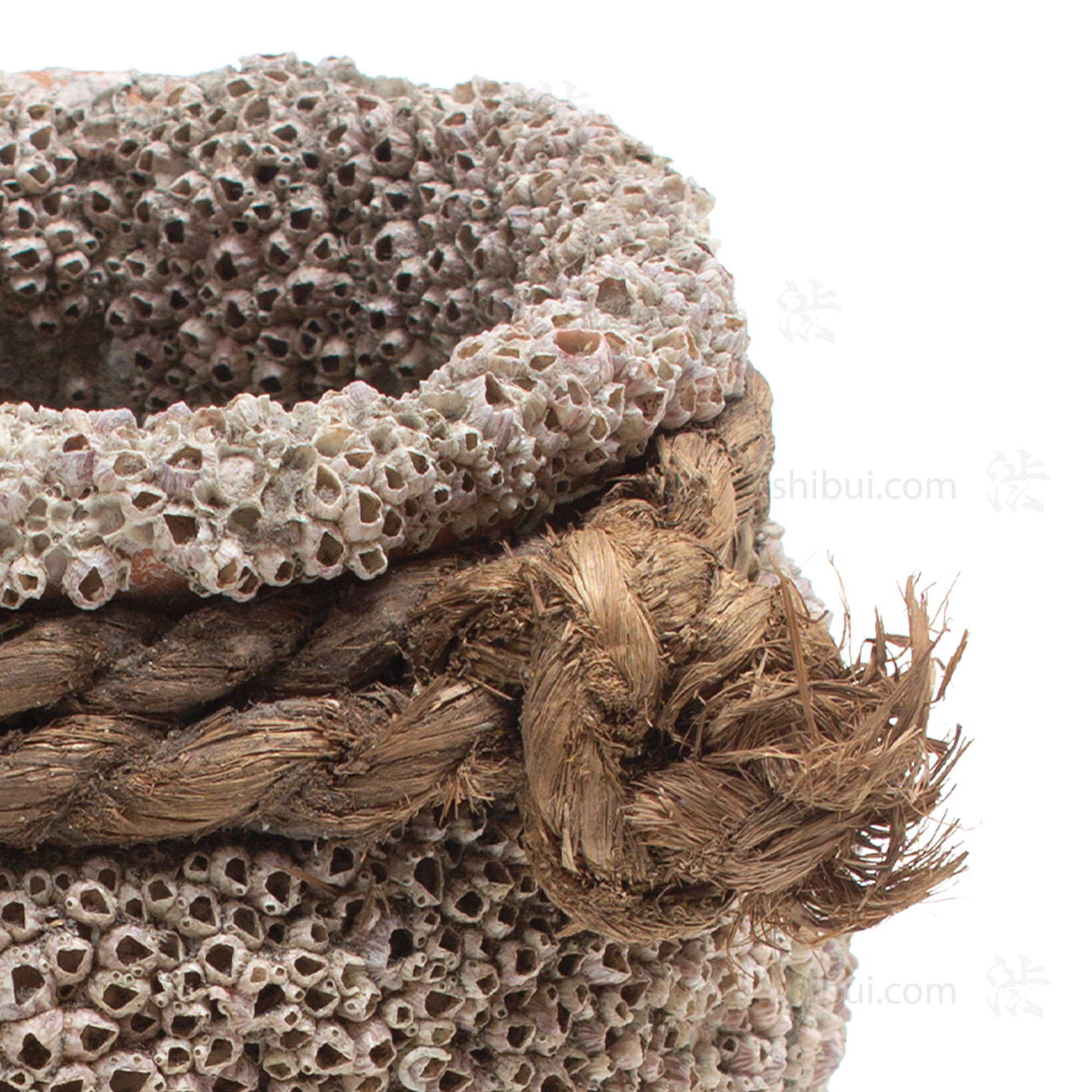 Takotsubo | Barnacle Encrusted Japanese Pot