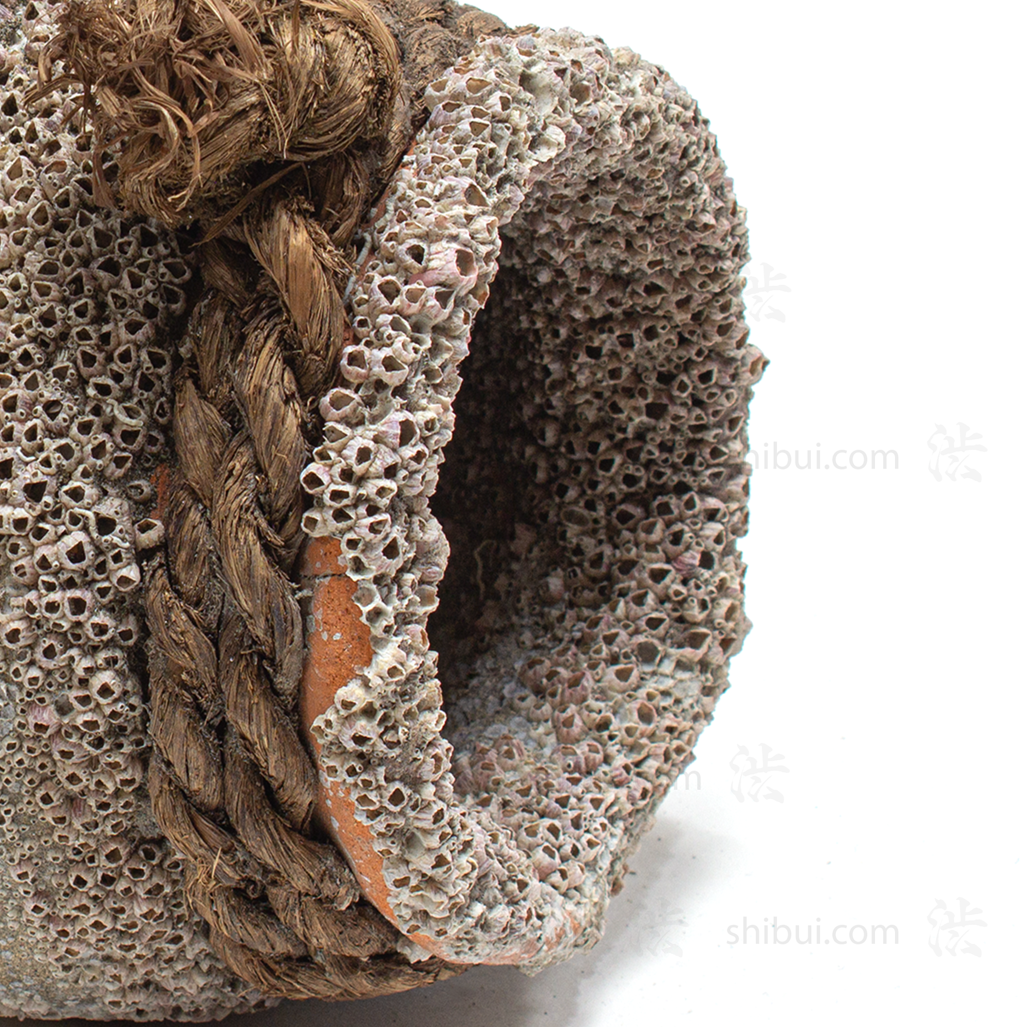 Takotsubo | Barnacle Encrusted Japanese Pot