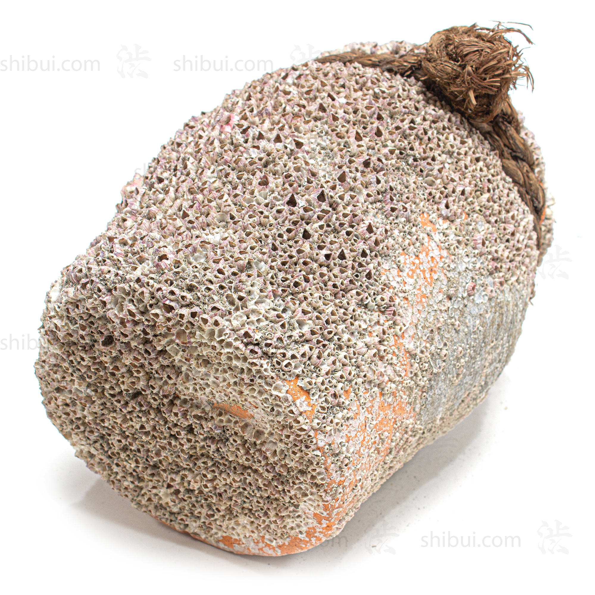 Takotsubo | Barnacle Encrusted Japanese Pot
