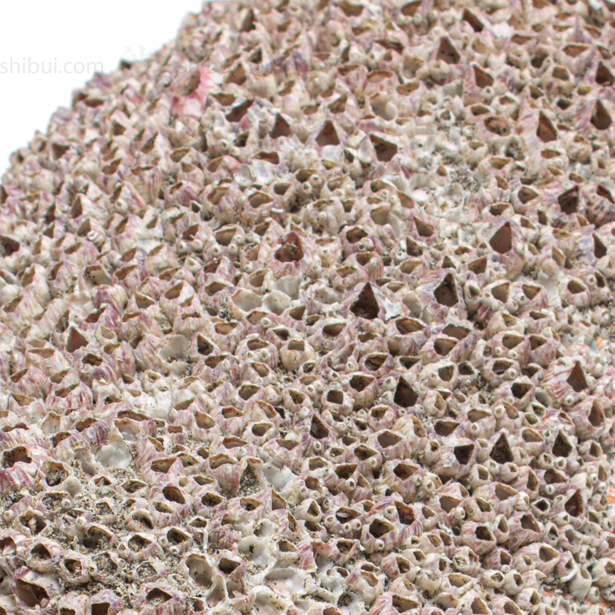 Takotsubo | Barnacle Encrusted Japanese Pot