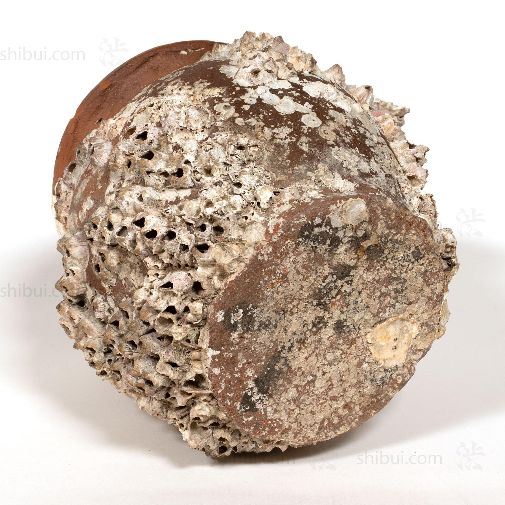 Takotsubo | Barnacle Encrusted Antique Japanese Pot