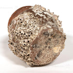 Takotsubo | Barnacle Encrusted Antique Japanese Pot
