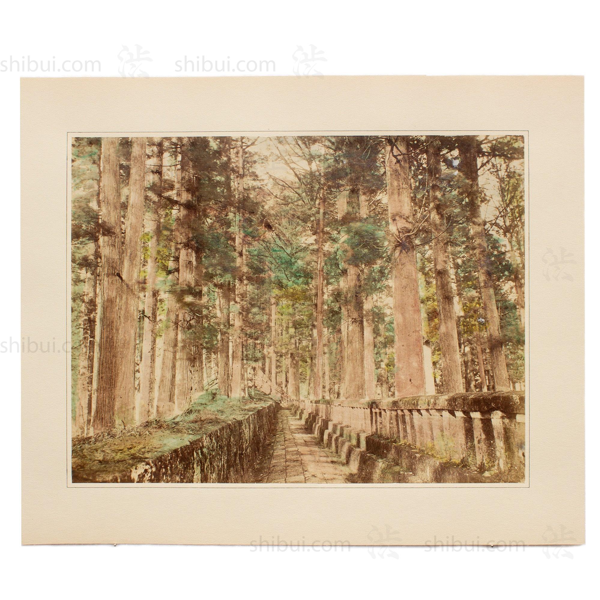 Hand Tinted Albumen of Forest Path | Antique Japanese Photograph