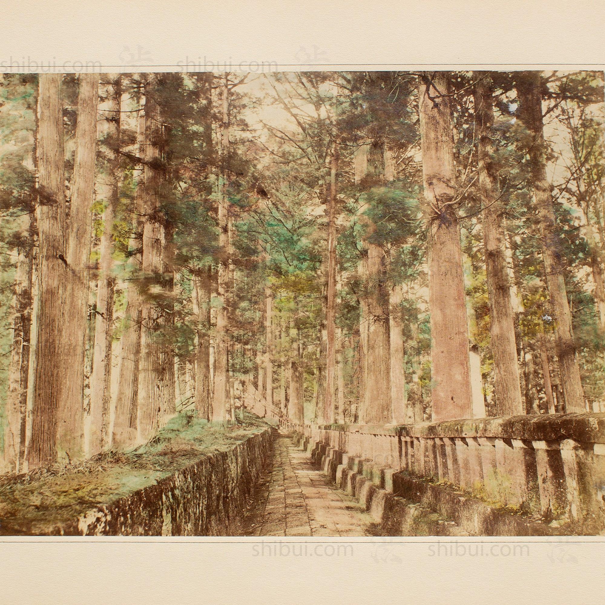 Hand Tinted Albumen of Forest Path | Antique Japanese Photograph