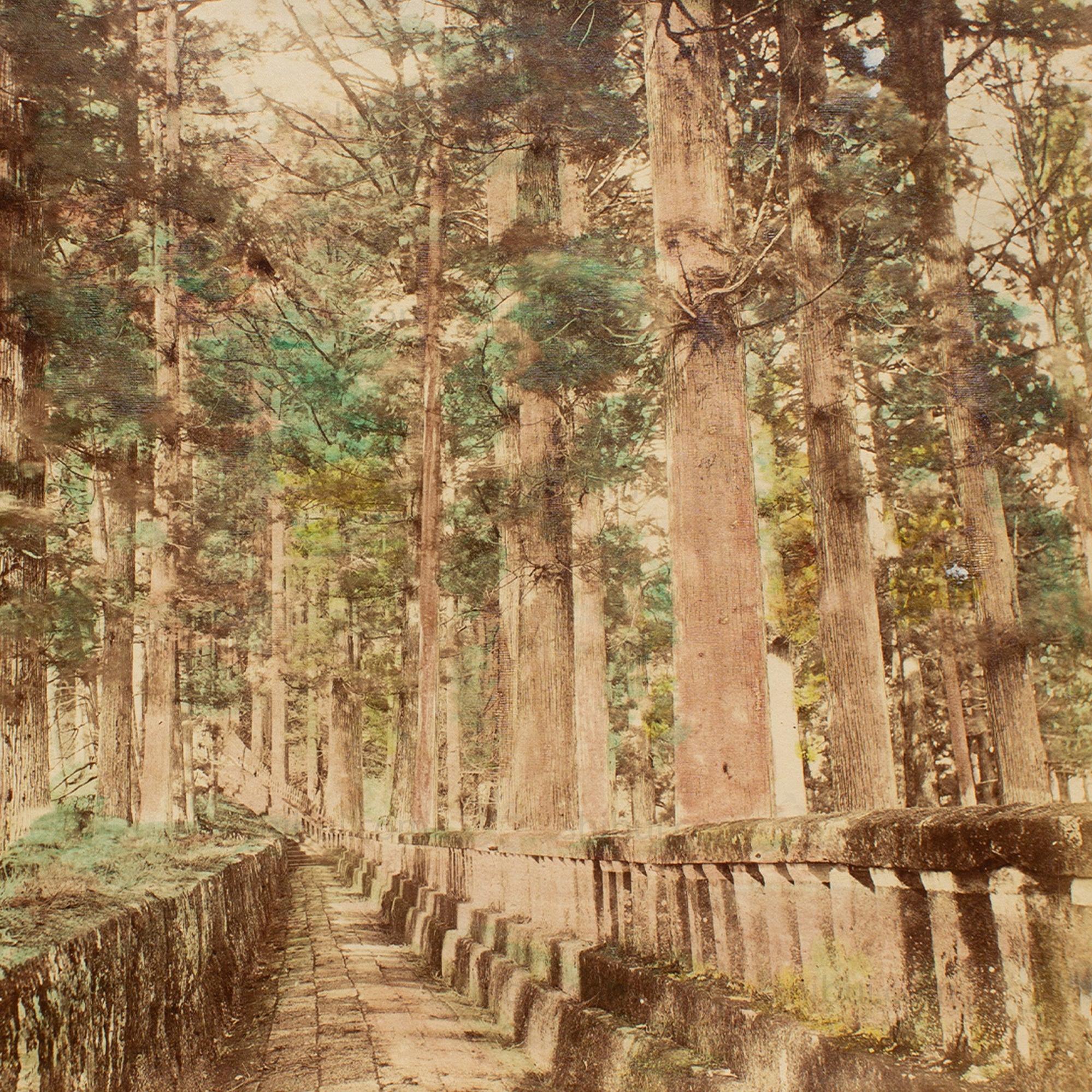 Hand Tinted Albumen of Forest Path | Antique Japanese Photograph