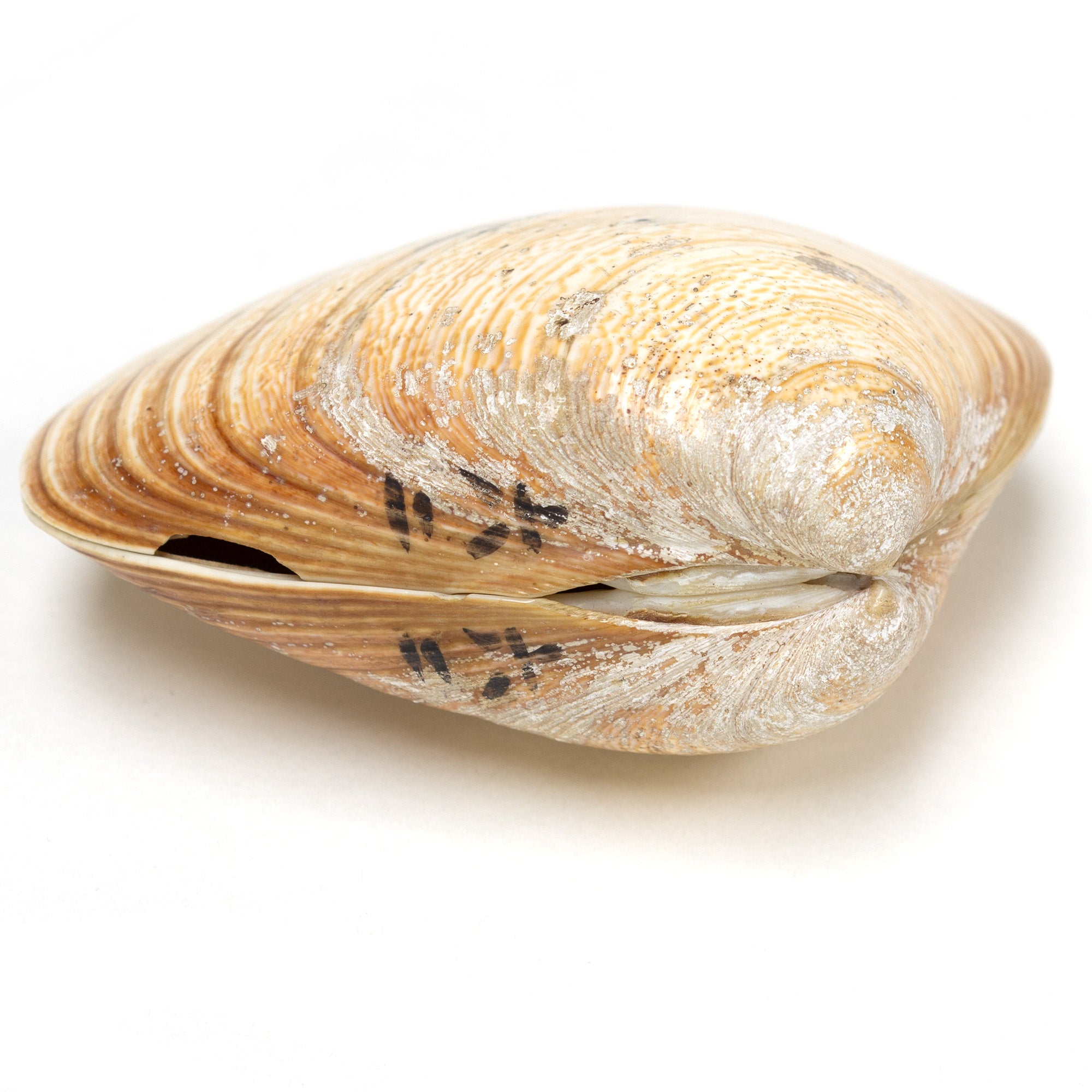 Single Shell Set From Shell Game