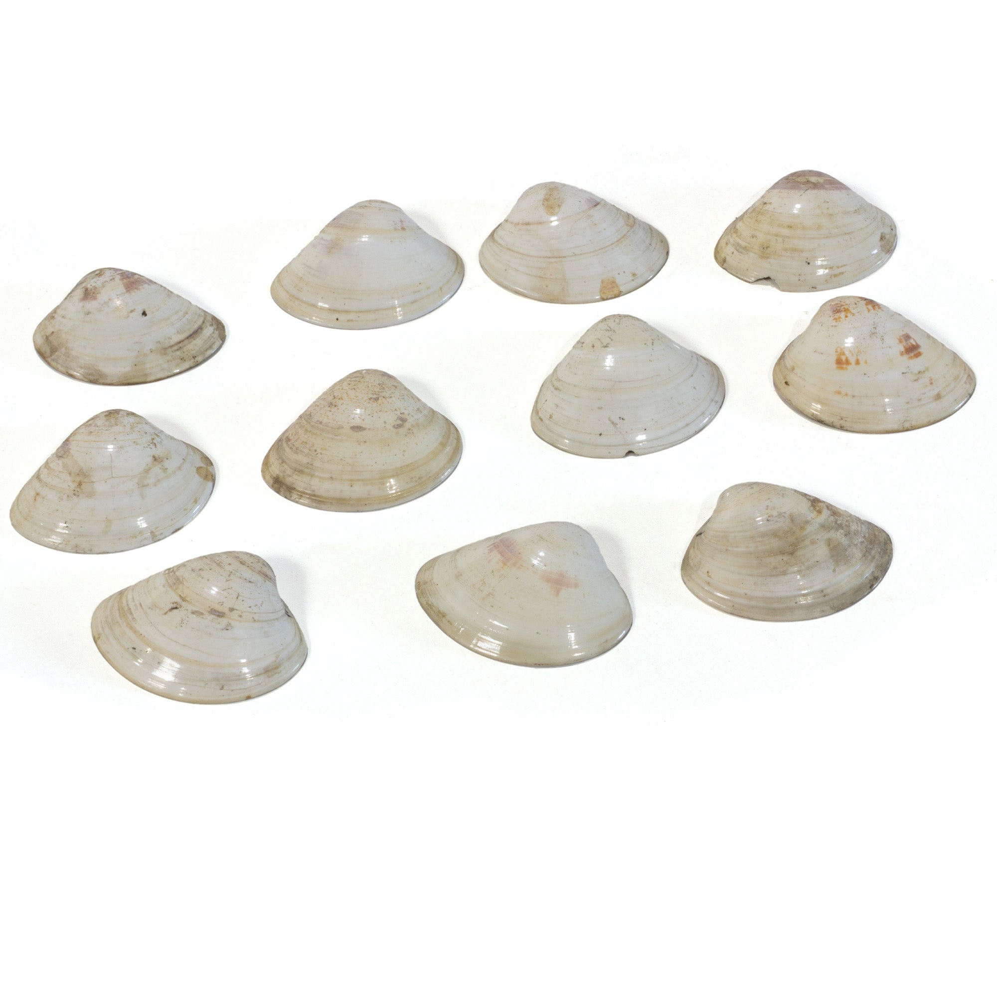 Kai-Awase | Unmatched Painted Shells from Memory Game