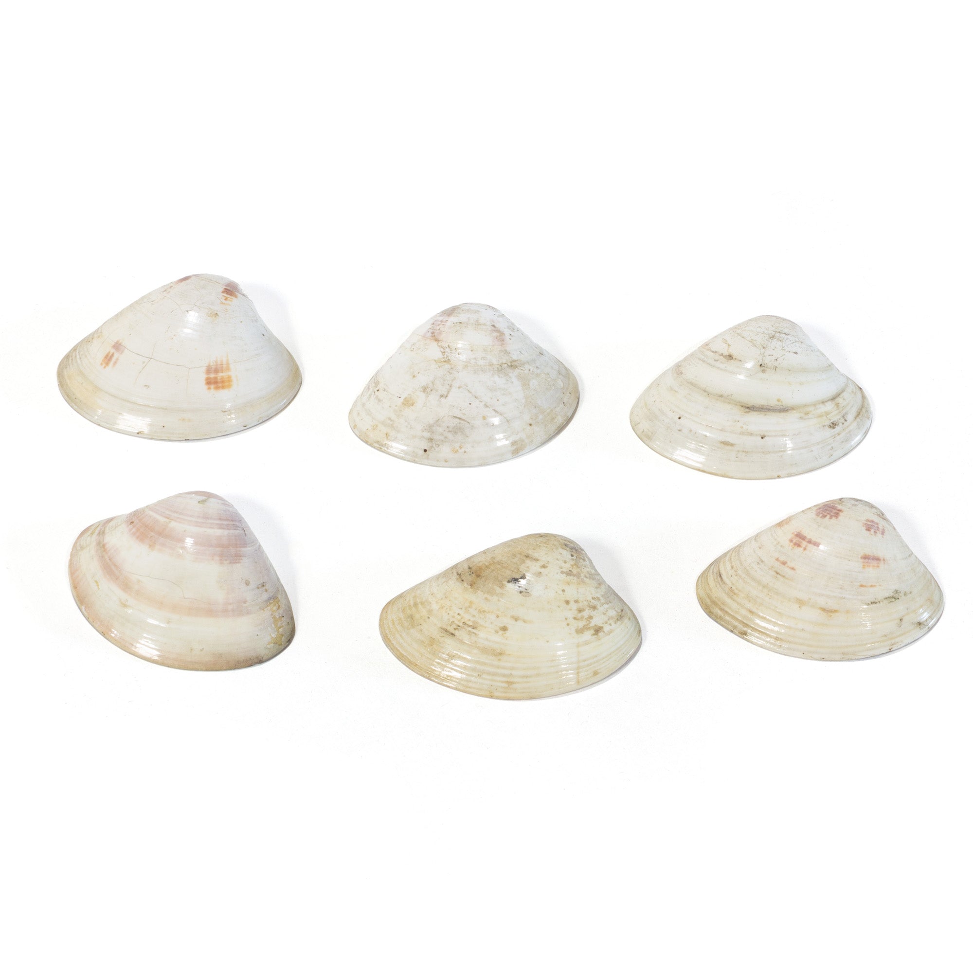 Kai-Awase | Unmatched Painted Shells from Memory Game