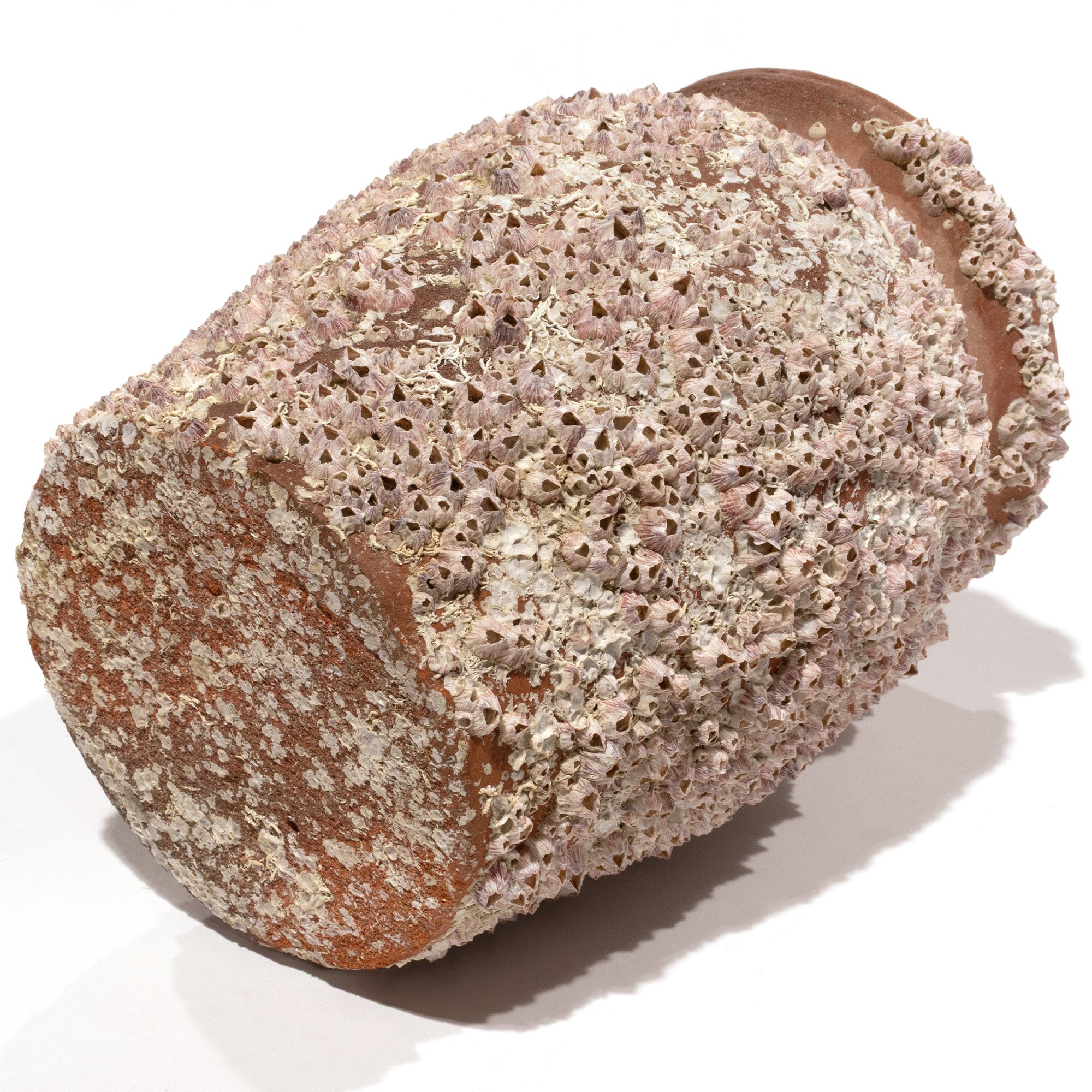 Takotsubo | Barnacle Encrusted Antique Japanese Pot