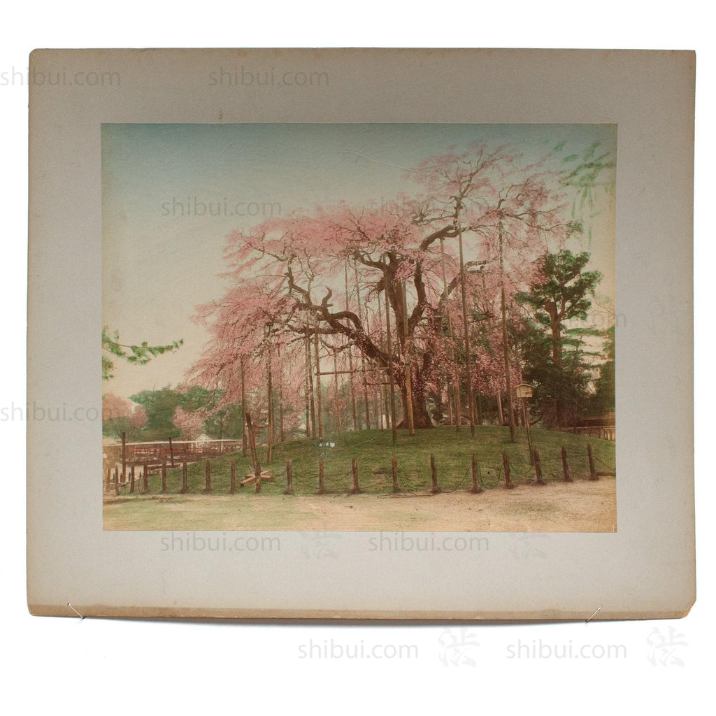hand-tinted-japanese-albumen-