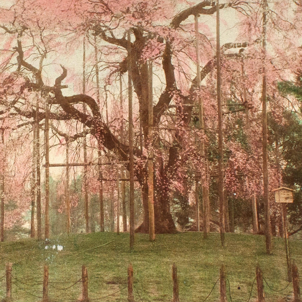 hand-tinted-japanese-albumen-