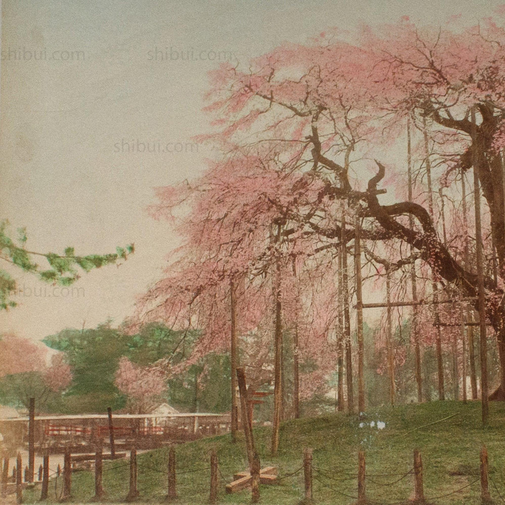 Hand Tinted Antique Japanese Albumen Photo of Sakura Bloom