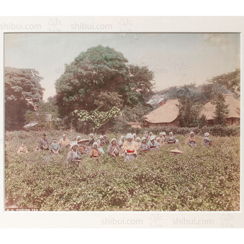Framed Hand-tinted Meiji Era Photograph | Picking Tea | Japanese Antique Photography | Albumen Photography | Japanese Decor