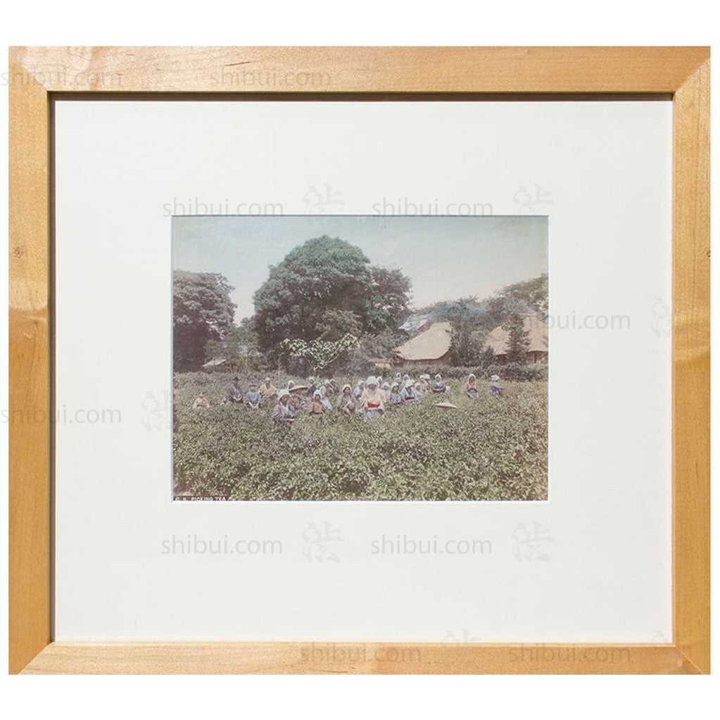 Framed Hand-tinted Meiji Era Photograph | Picking Tea | Japanese Antique Photography | Albumen Photography | Japanese Decor