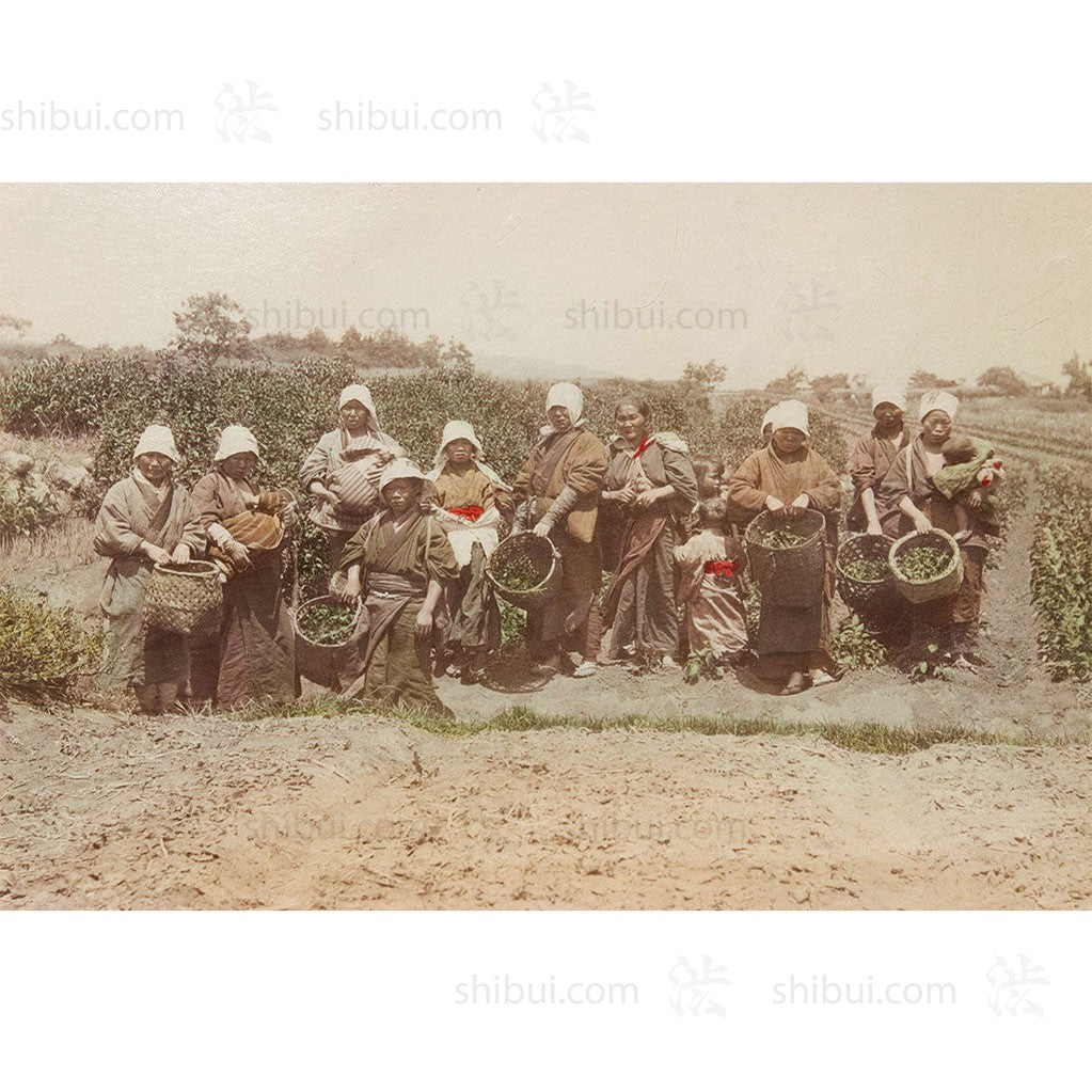 Framed Hand-tinted Meiji Era Photograph | Gathering of Tea Leaves | Japanese Antique Photography | Albumen Photography | Japanese Decor