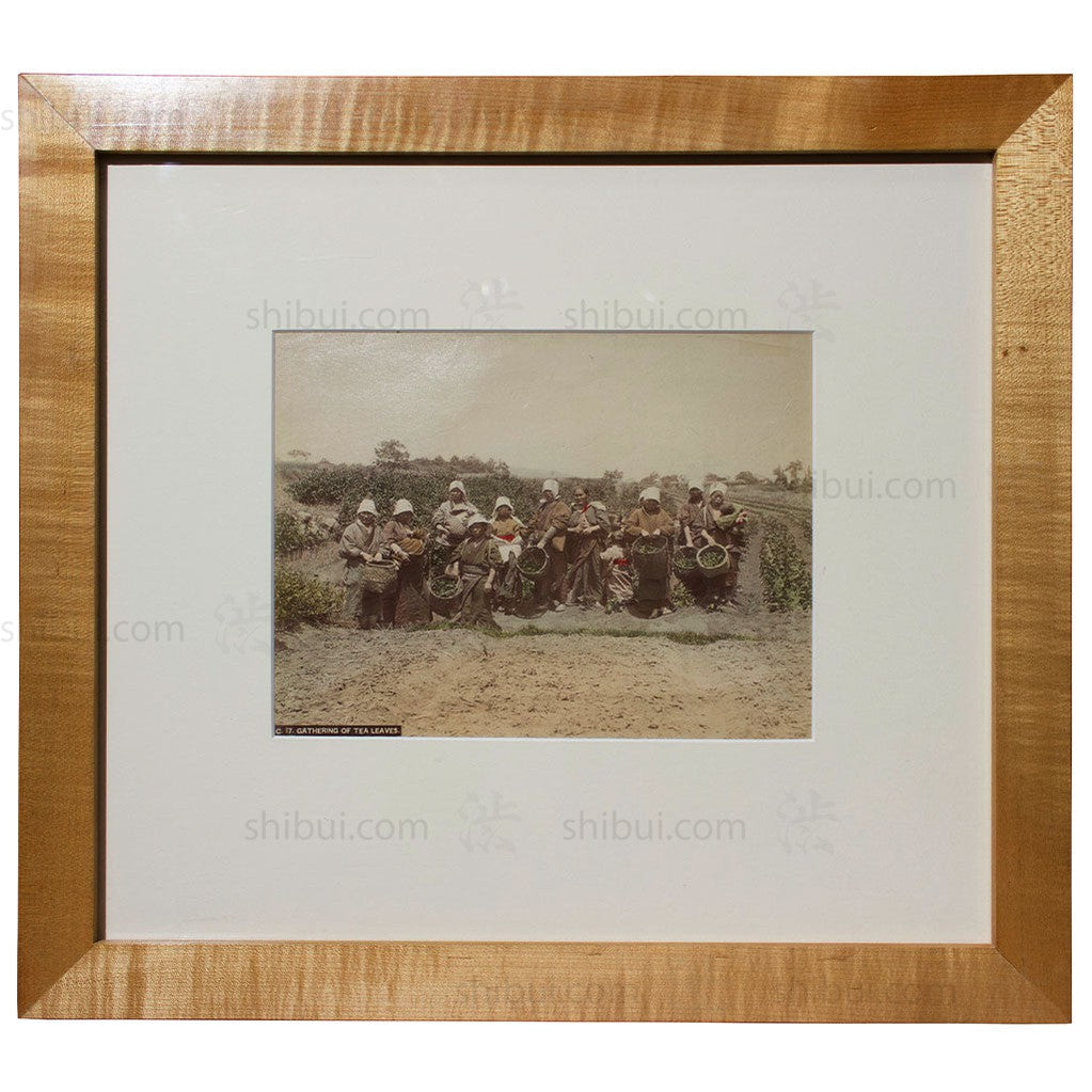 Framed Hand-tinted Meiji Era Photograph | Gathering of Tea Leaves | Japanese Antique Photography | Albumen Photography | Japanese Decor