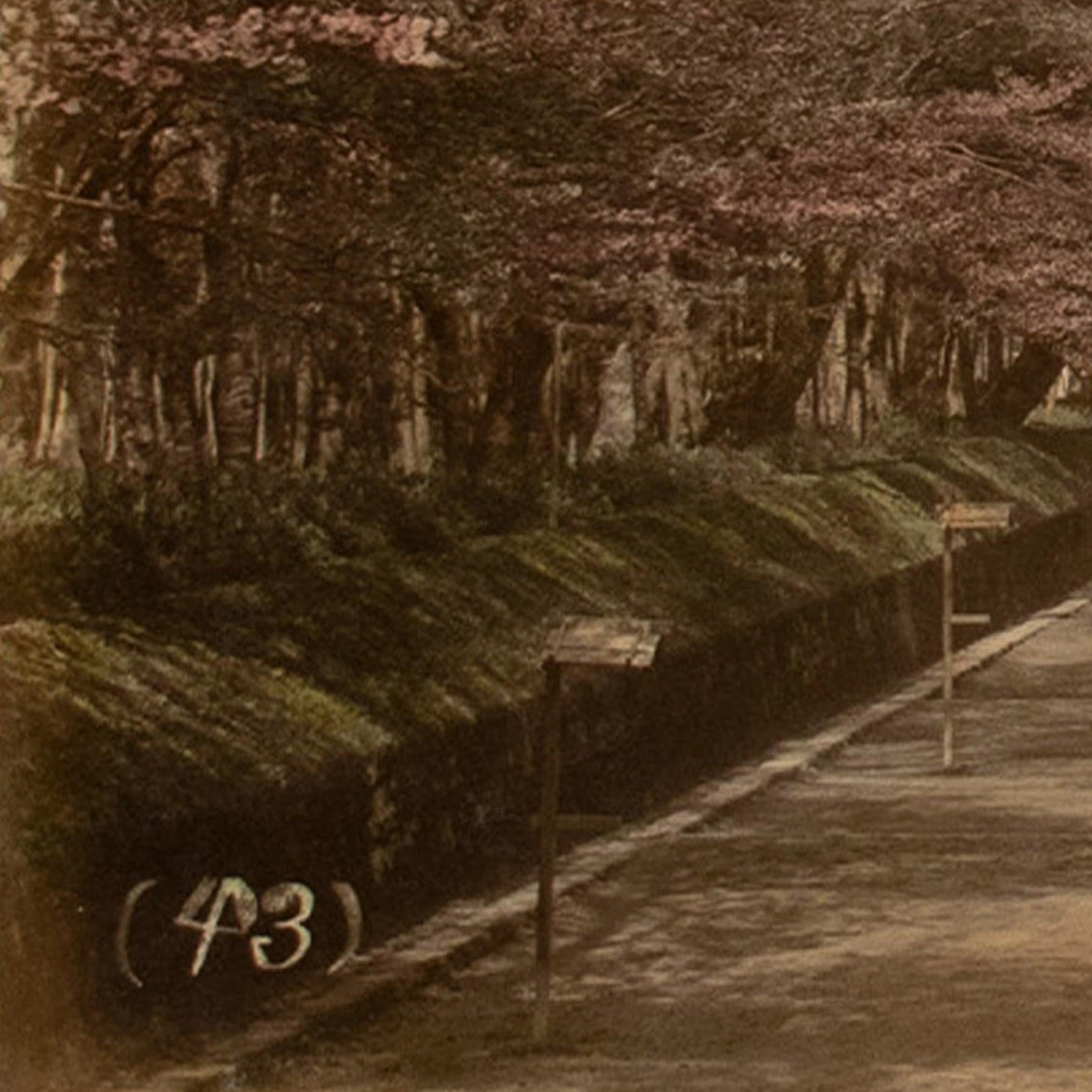 Hand Tinted Albumen Photograph of a Parkway