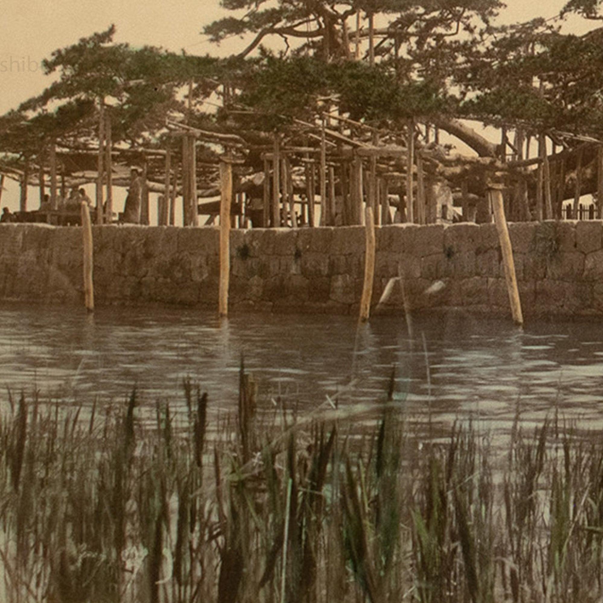 Karasaki Pine Tree |  Japanese Antique Hand Tinted Albumen Photograph