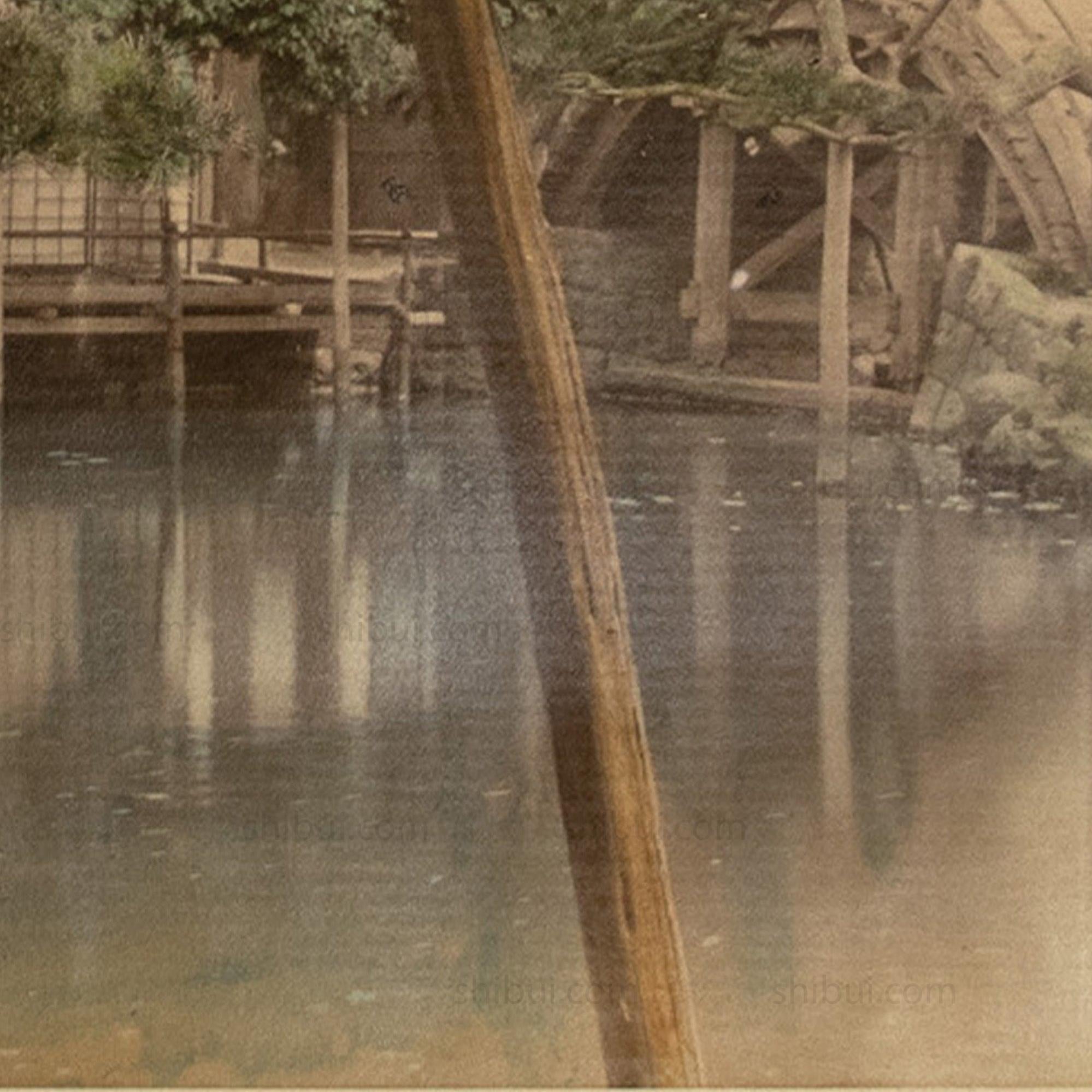 Hand Tinted Antique Japanese Albumen Photo of Wisteria