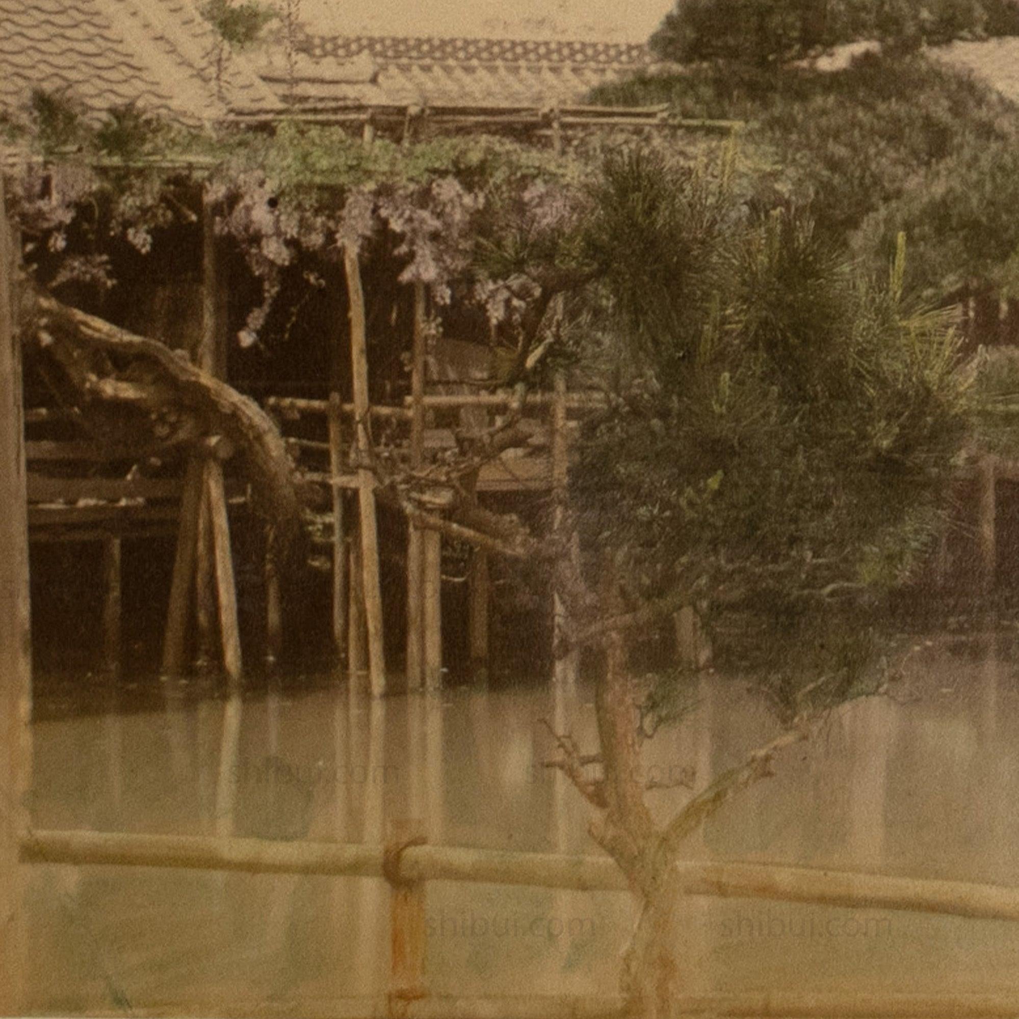 Japanese Antique Hand Tinted Albumen Photo of Wistera
