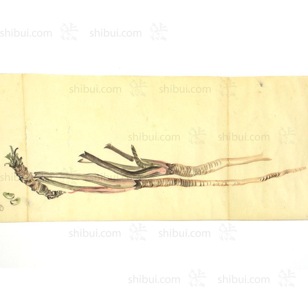 Antique Vegetable Hand Scroll Japanese