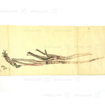 Antique Vegetable Hand Scroll Japanese