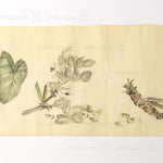 Antique Vegetable Hand Scroll Japanese