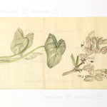 Antique Vegetable Hand Scroll Japanese