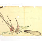Antique Vegetable Hand Scroll Japanese