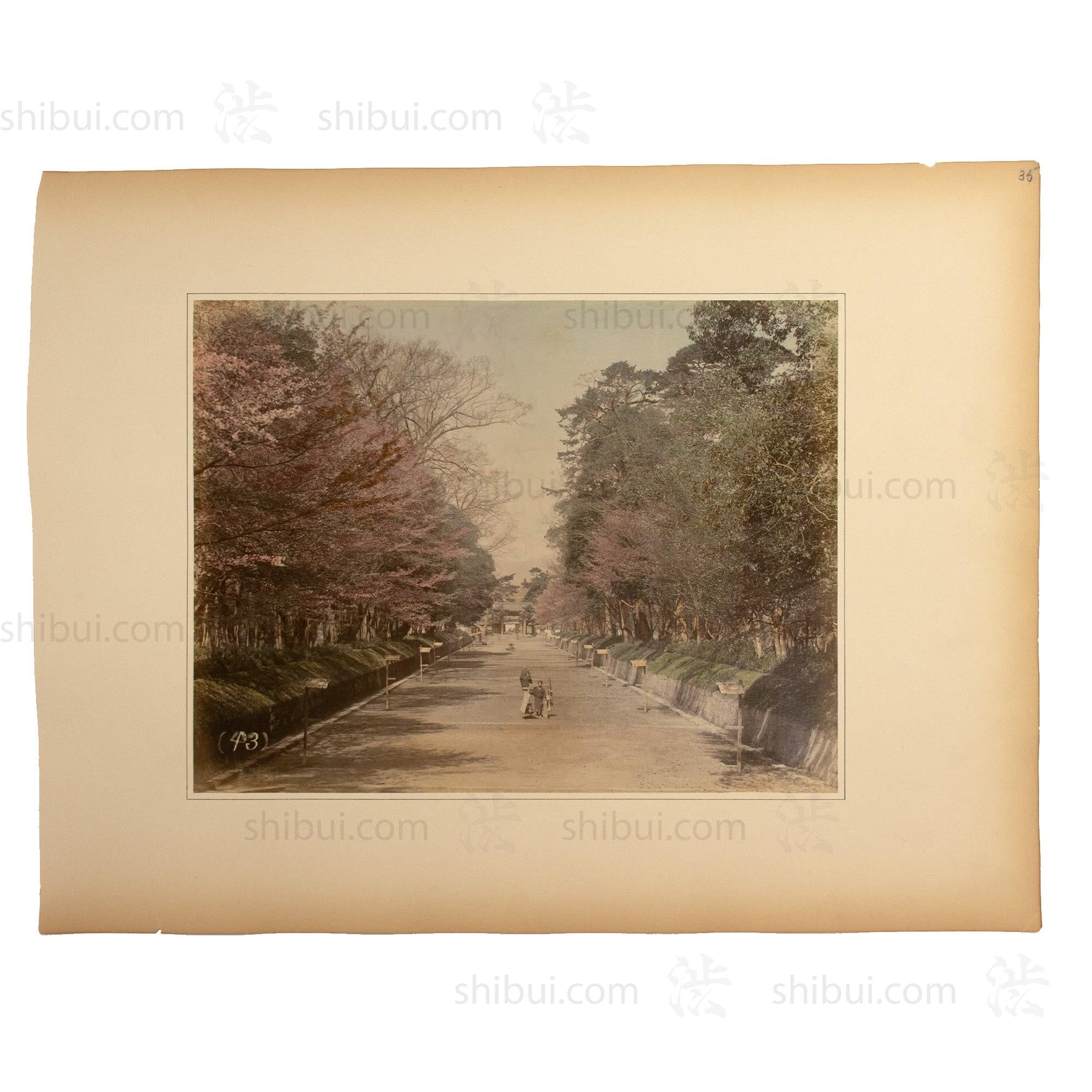 Hand Tinted Albumen Photograph of a Parkway
