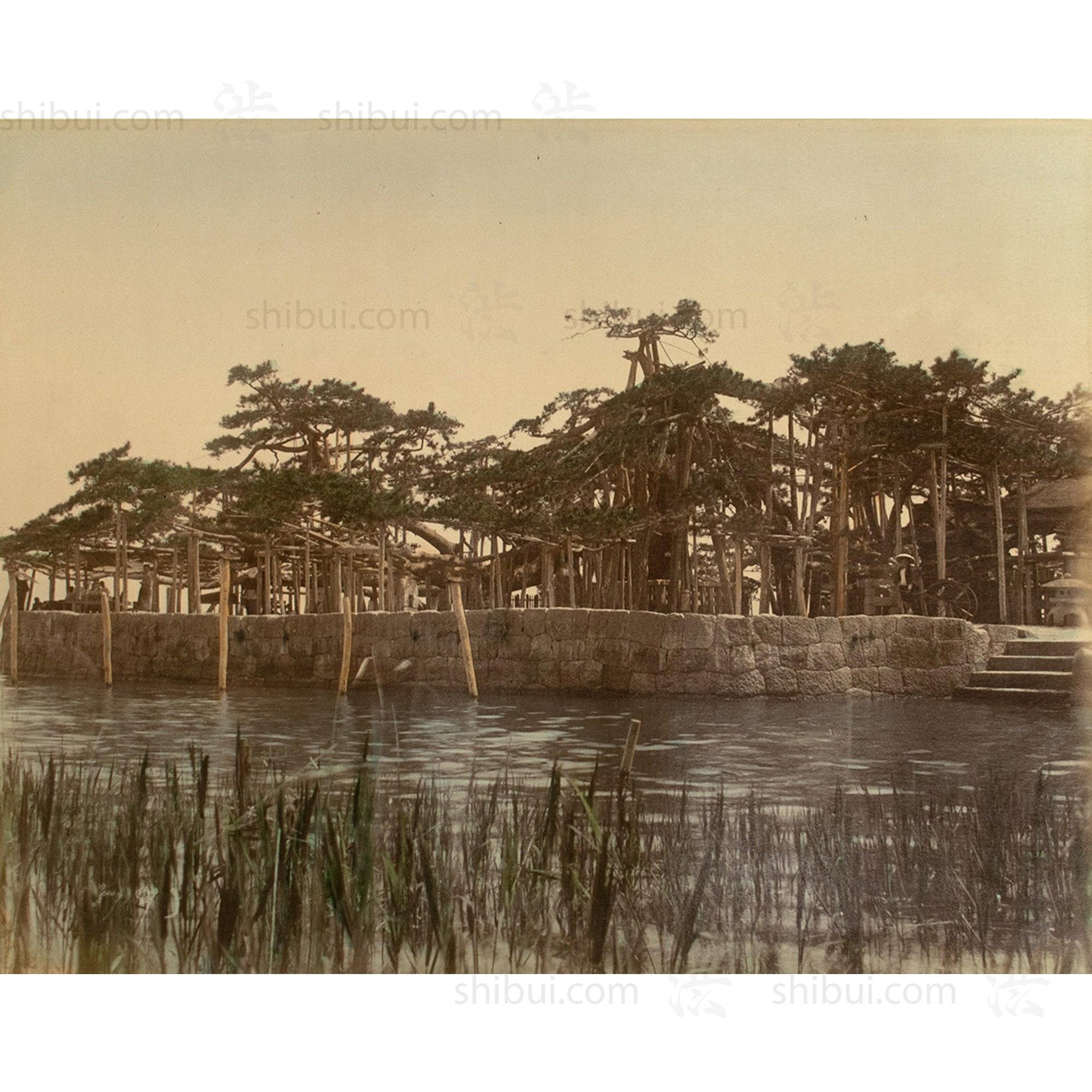 Karasaki Pine Tree |  Japanese Antique Hand Tinted Albumen Photograph
