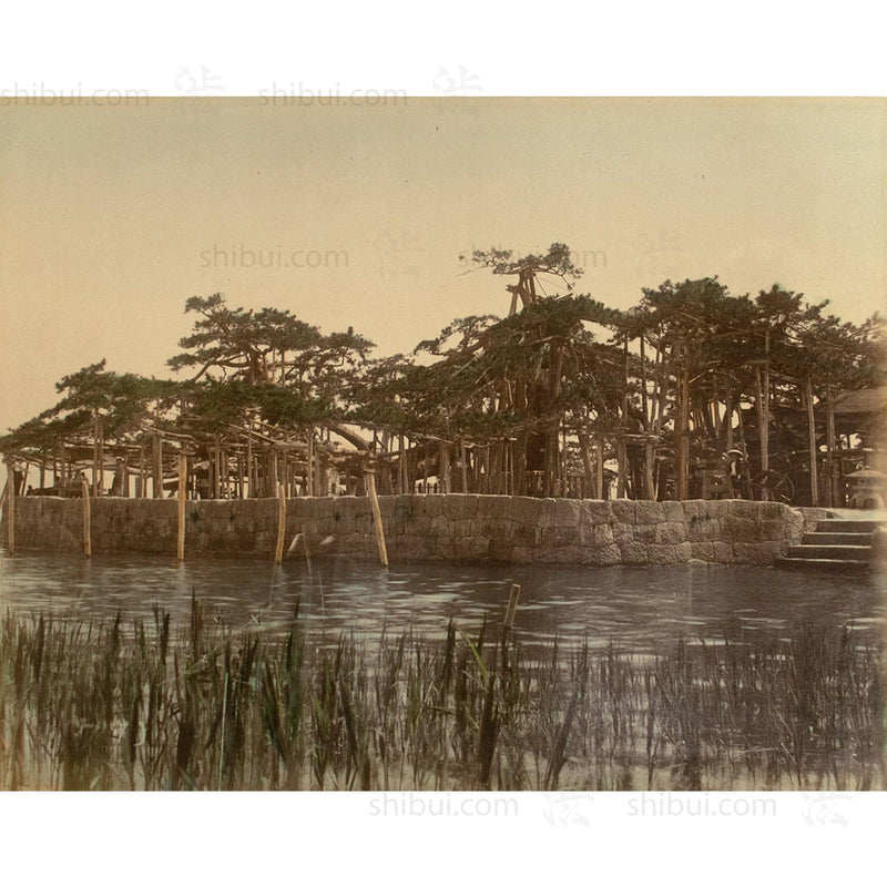 Karasaki Pine Tree |  Japanese Antique Hand Tinted Albumen Photograph