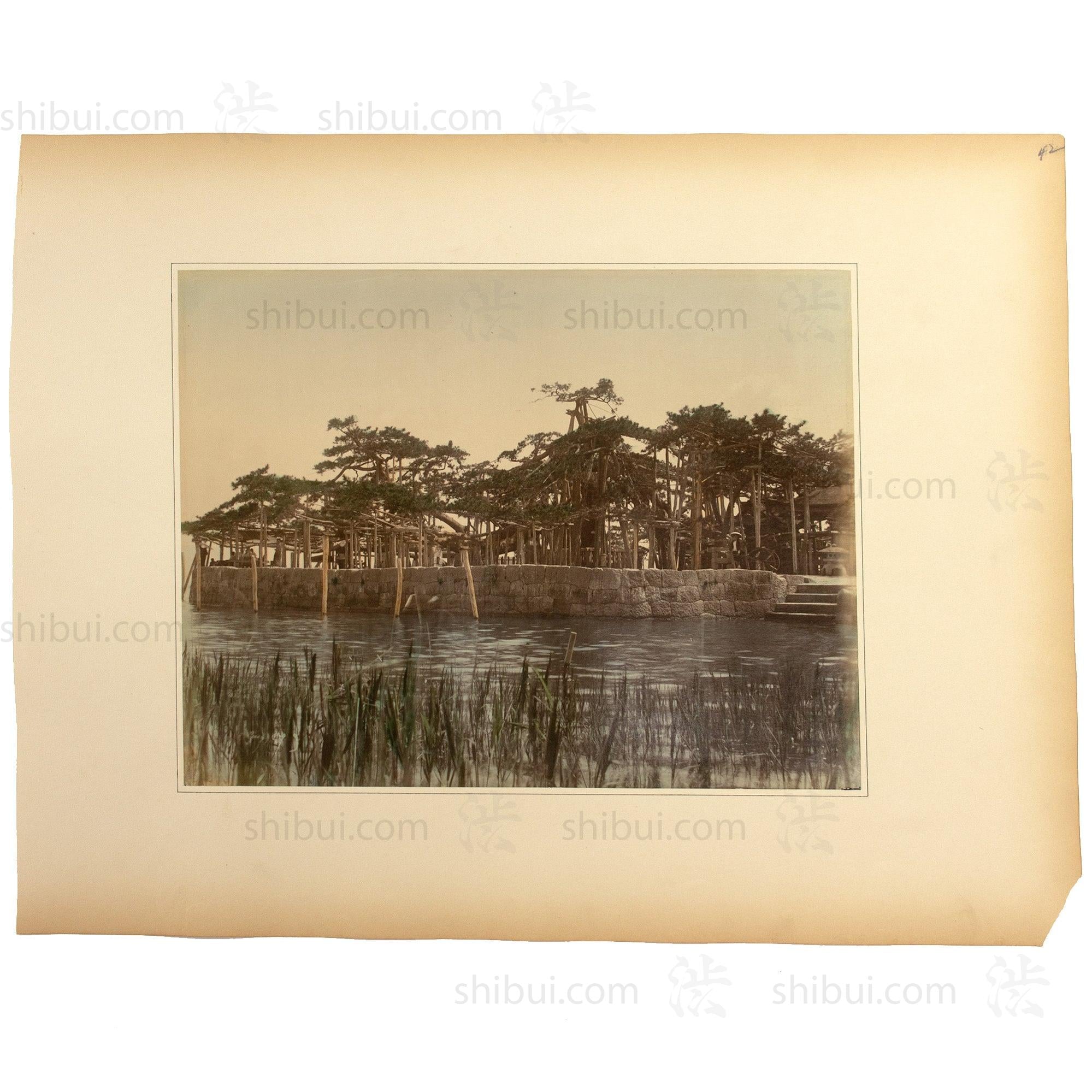 Karasaki Pine Tree |  Japanese Antique Hand Tinted Albumen Photograph