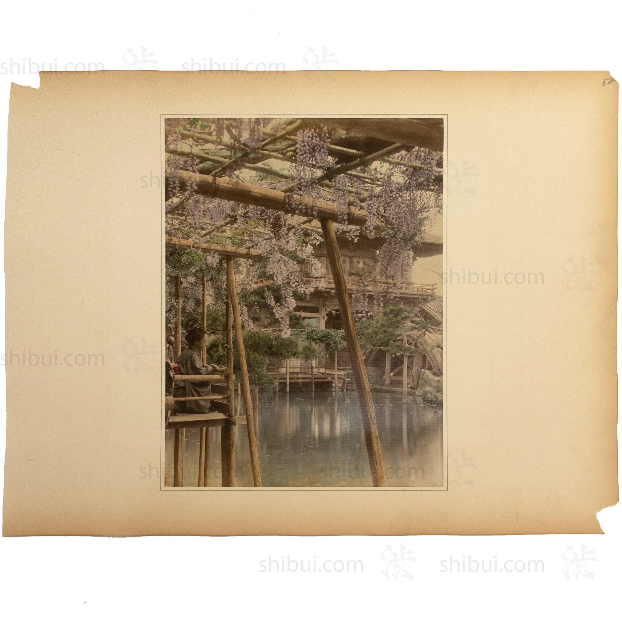 Hand Tinted Antique Japanese Albumen Photo of Wisteria