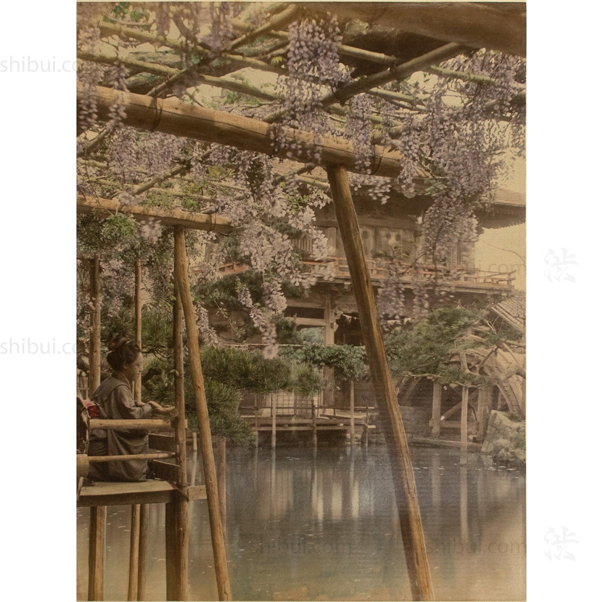 Hand Tinted Antique Japanese Albumen Photo of Wisteria