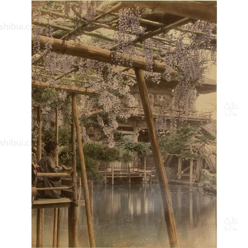 Hand Tinted Antique Japanese Albumen Photo of Wisteria