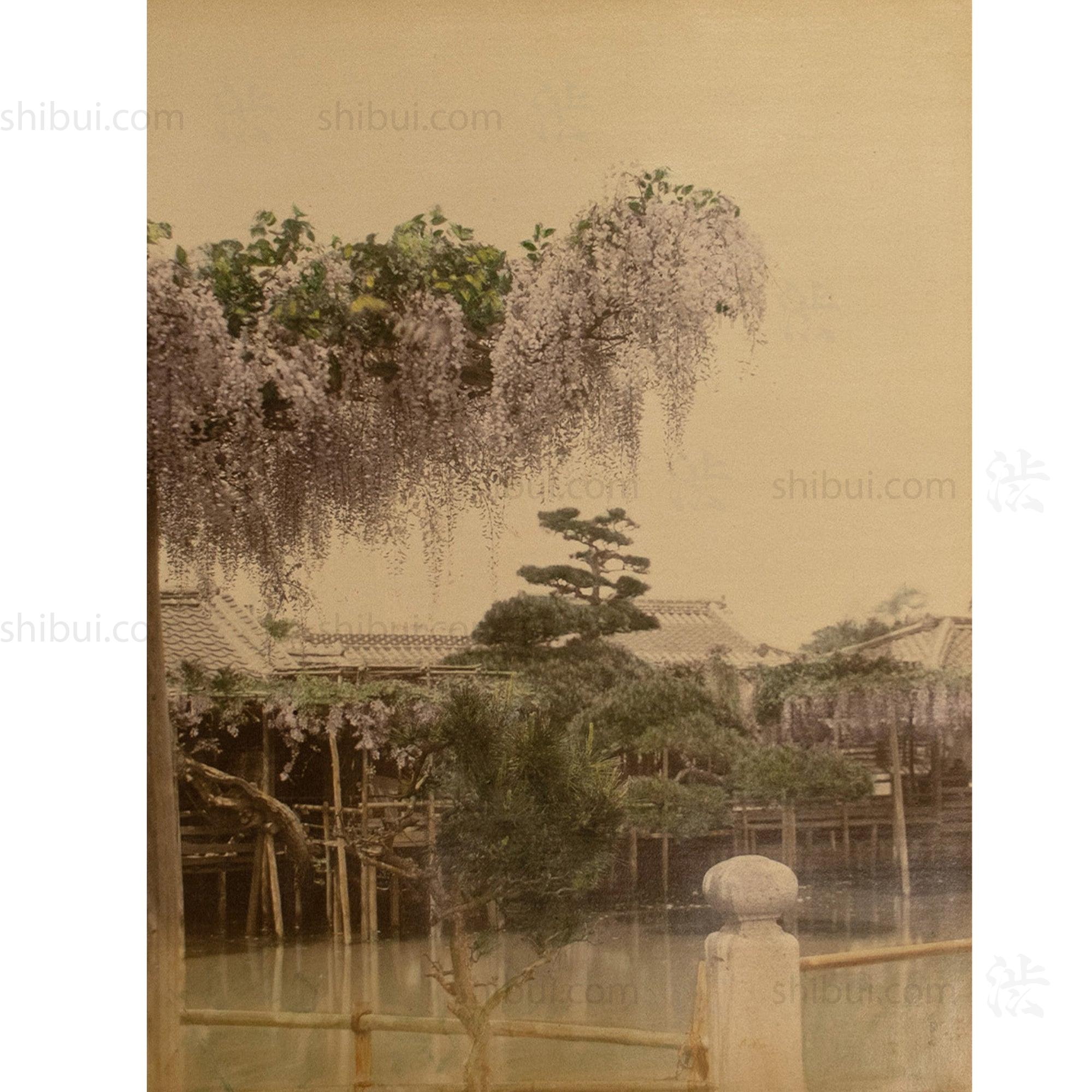 Japanese Antique Hand Tinted Albumen Photo of Wistera