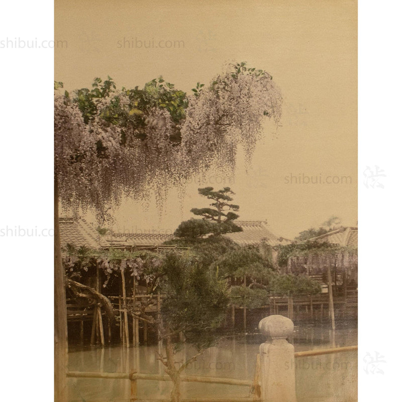 Japanese Antique Hand Tinted Albumen Photo of Wistera