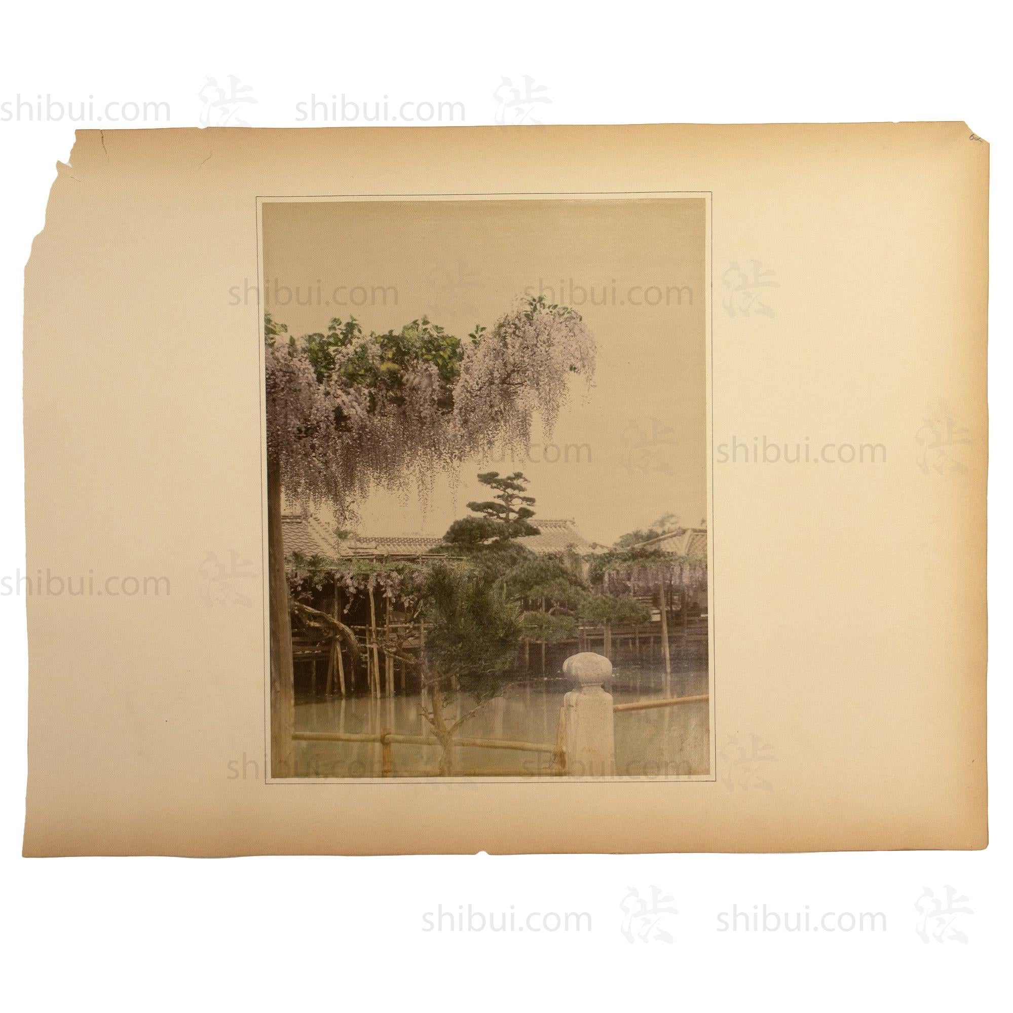 Japanese Antique Hand Tinted Albumen Photo of Wistera