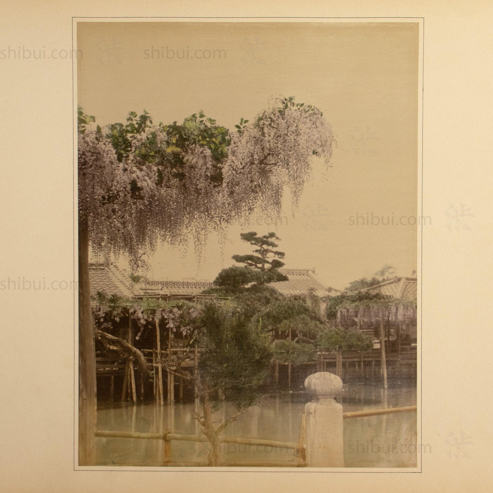 Japanese Antique Hand Tinted Albumen Photo of Wistera