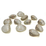 48 Piece Shell Game Set