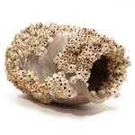 Takotsubo | Barnacle Encrusted Antique Japanese Pot