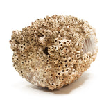 Takotsubo | Barnacle Encrusted Antique Japanese Pot