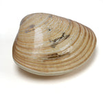 Single Shell Set From Shell Game