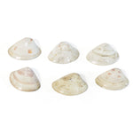 Kai-Awase | Unmatched Painted Shells from Memory Game