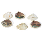 Kai-Awase | Unmatched Painted Shells from Memory Game